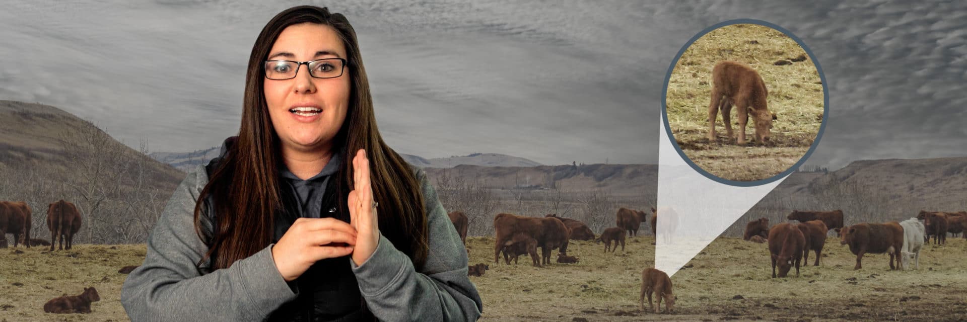 Calves licking the ground Creative Blog Thumbnail
