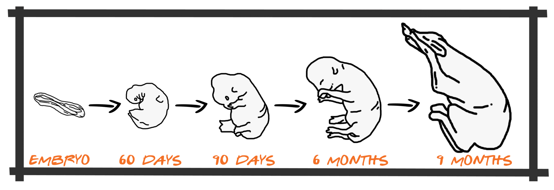 fetus development fetus development