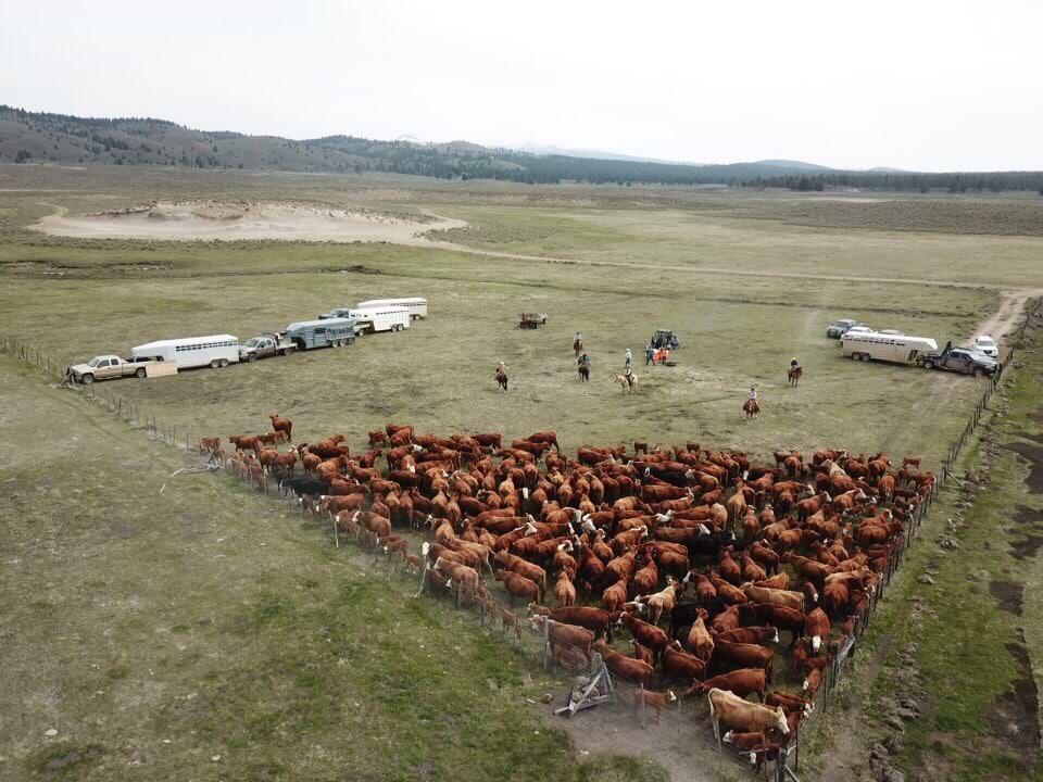 Alec Oliver Cows Alec Oliver Cows