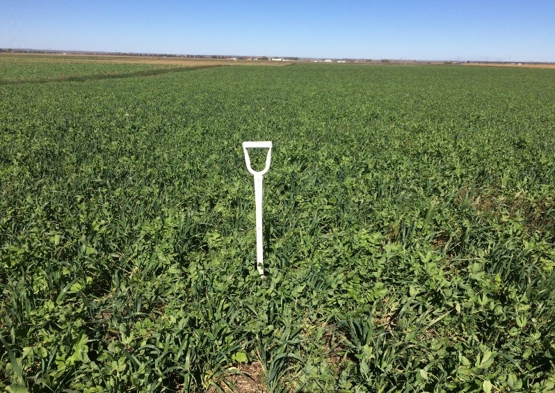8-way cover crop - jay fuhrer 8-way cover crop - jay fuhrer