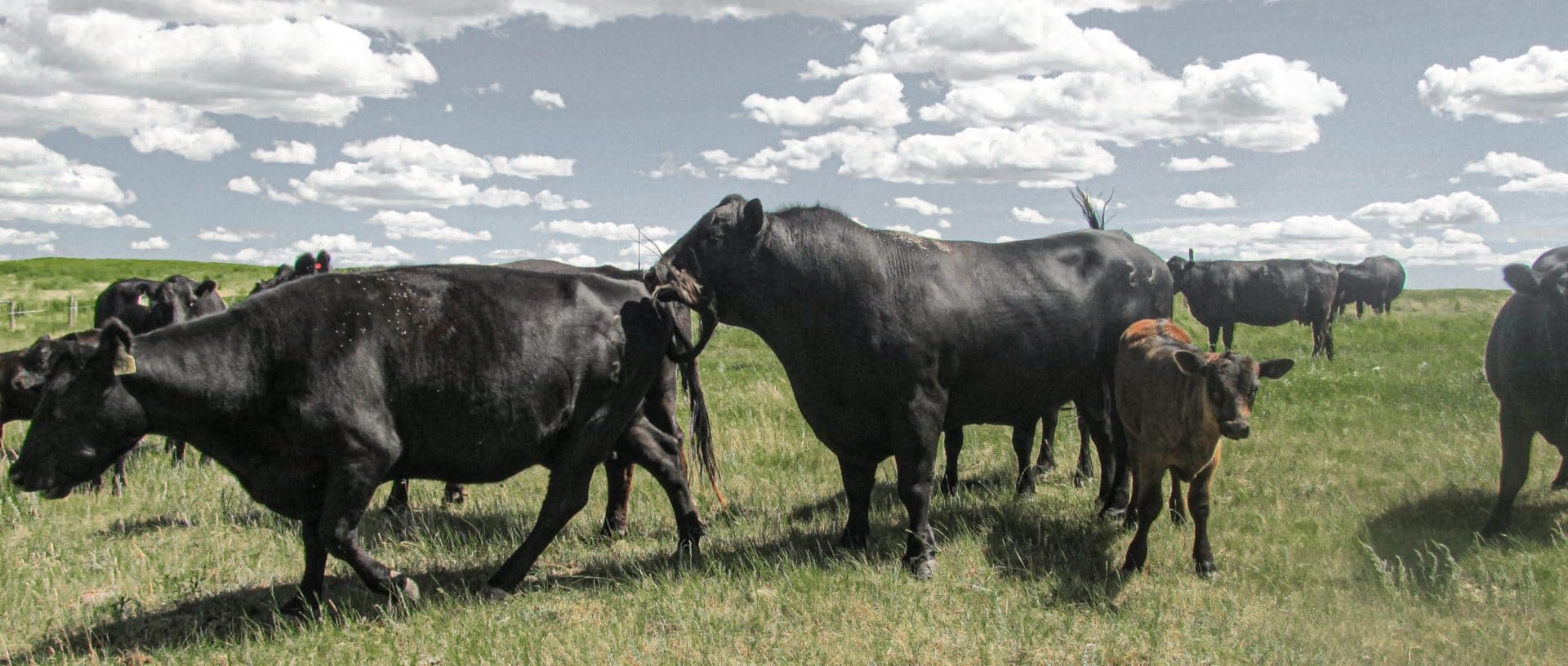 Breeding season Breeding season