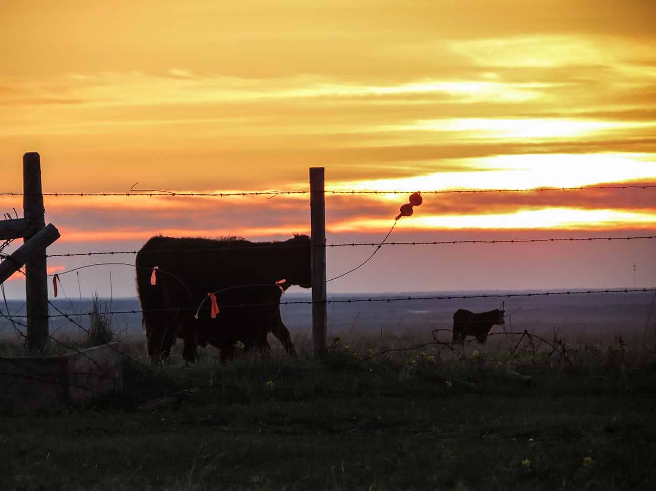 Cow-Calf sunset Cow-Calf sunset
