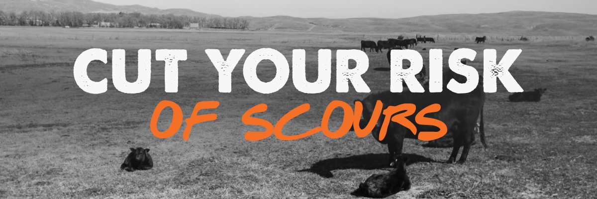 Cut your risk of scours