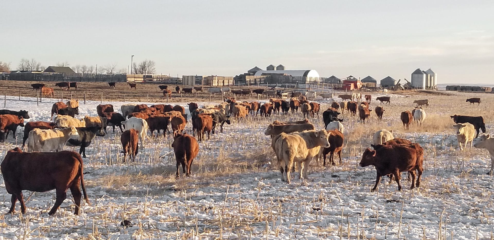 Dan Schwab herd in winter Dan Schwab herd in winter
