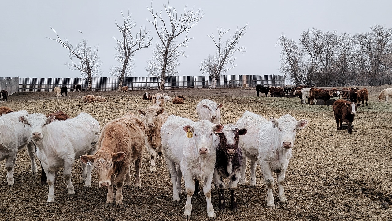 Dan Schwab cows Dan Schwab cows