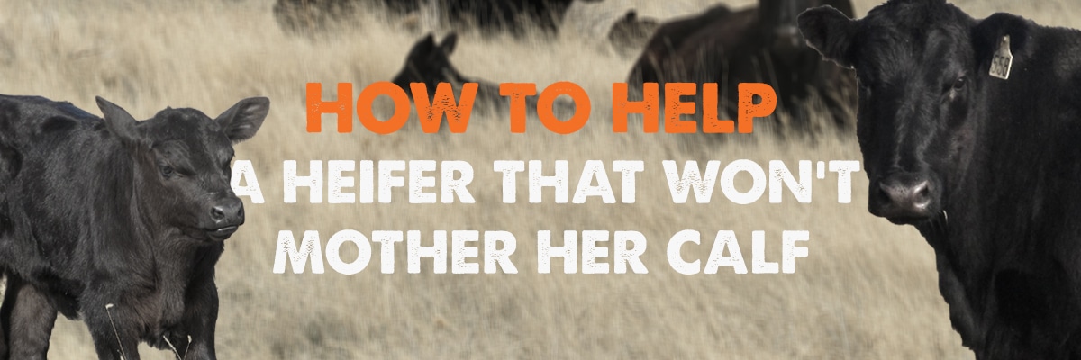 Heifer won't accept calf