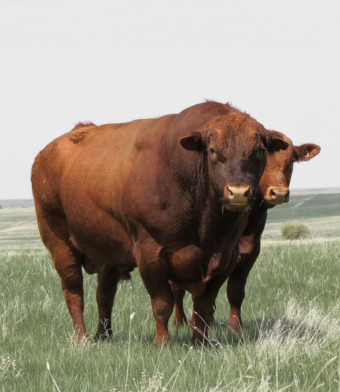bull during breeding bull during breeding