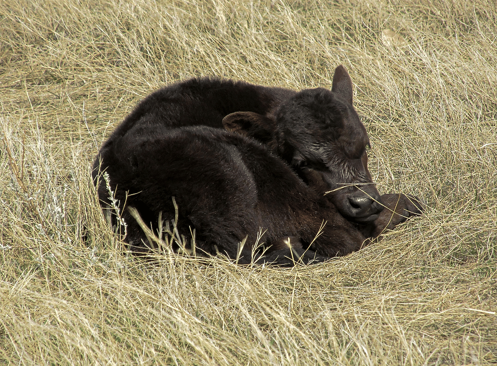 calf in grass calf in grass