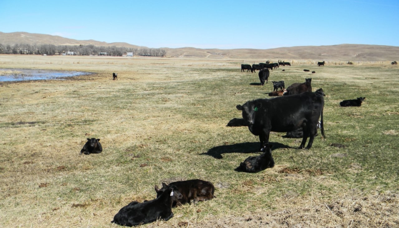 calving pasture calving pasture