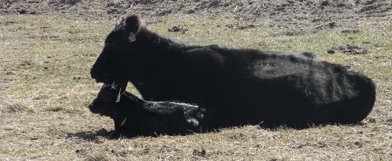 cow and calf laying down cow and calf laying down
