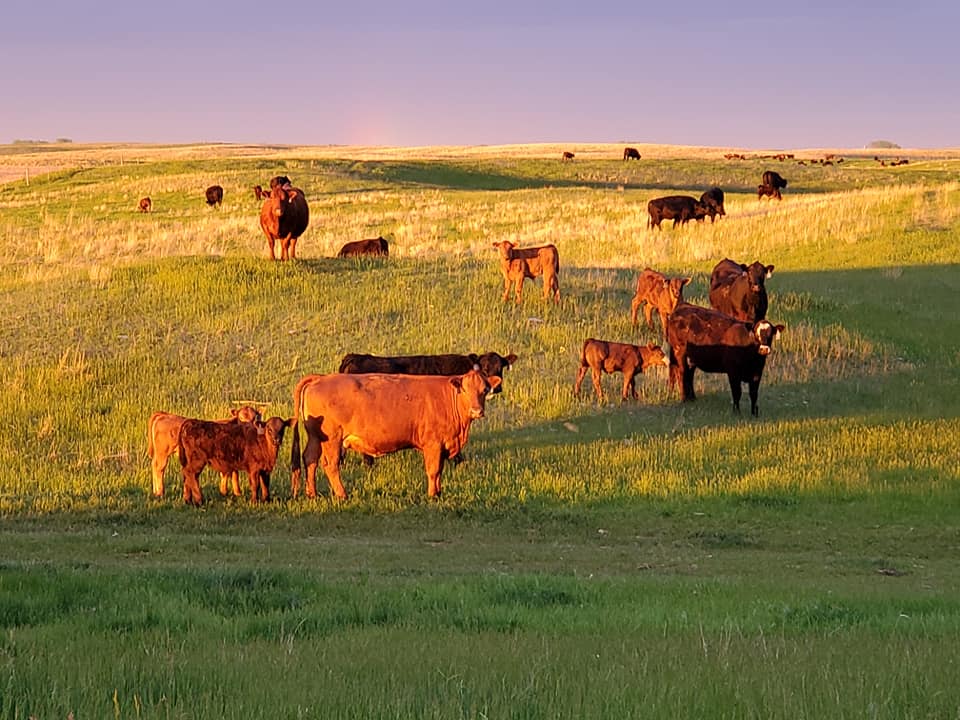 cows in pasture cows on green pasture
