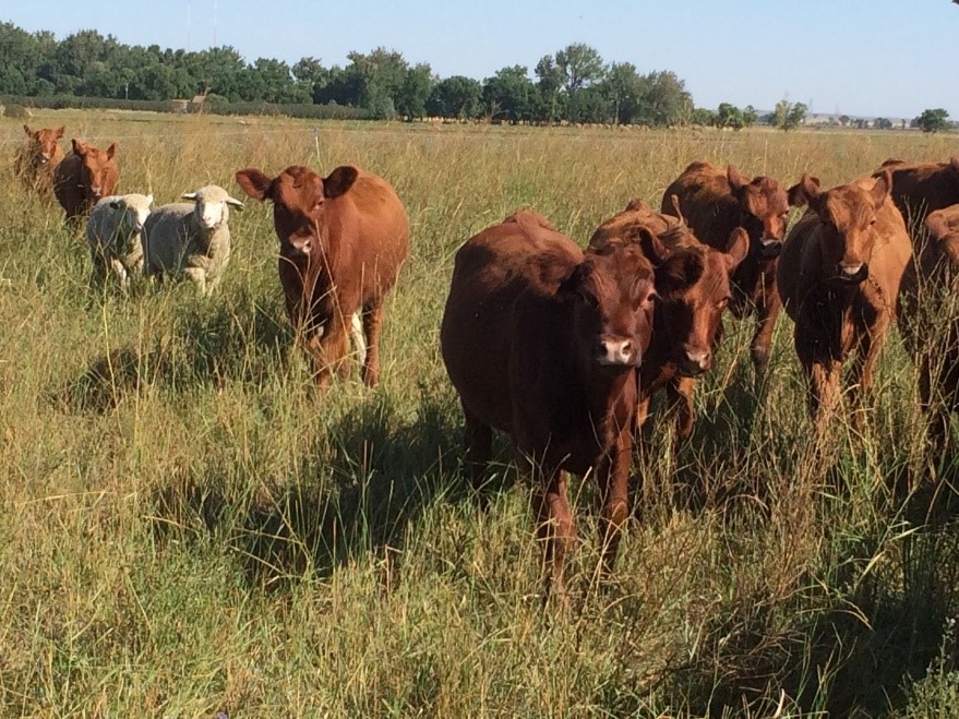 integrating livestock - jay fuhrer integrating livestock - jay fuhrer
