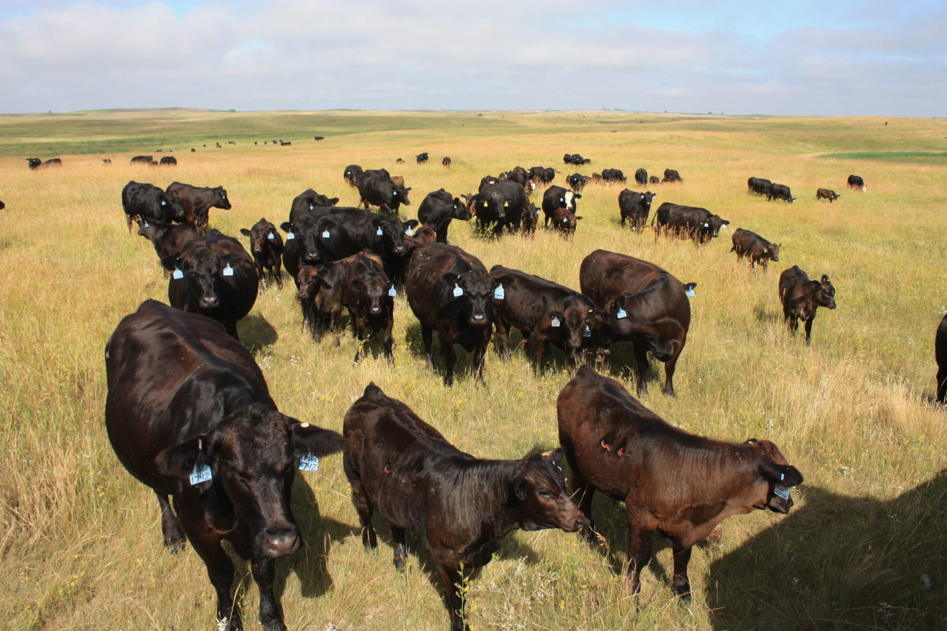 pasture 2 tom schnabel cows on pasture