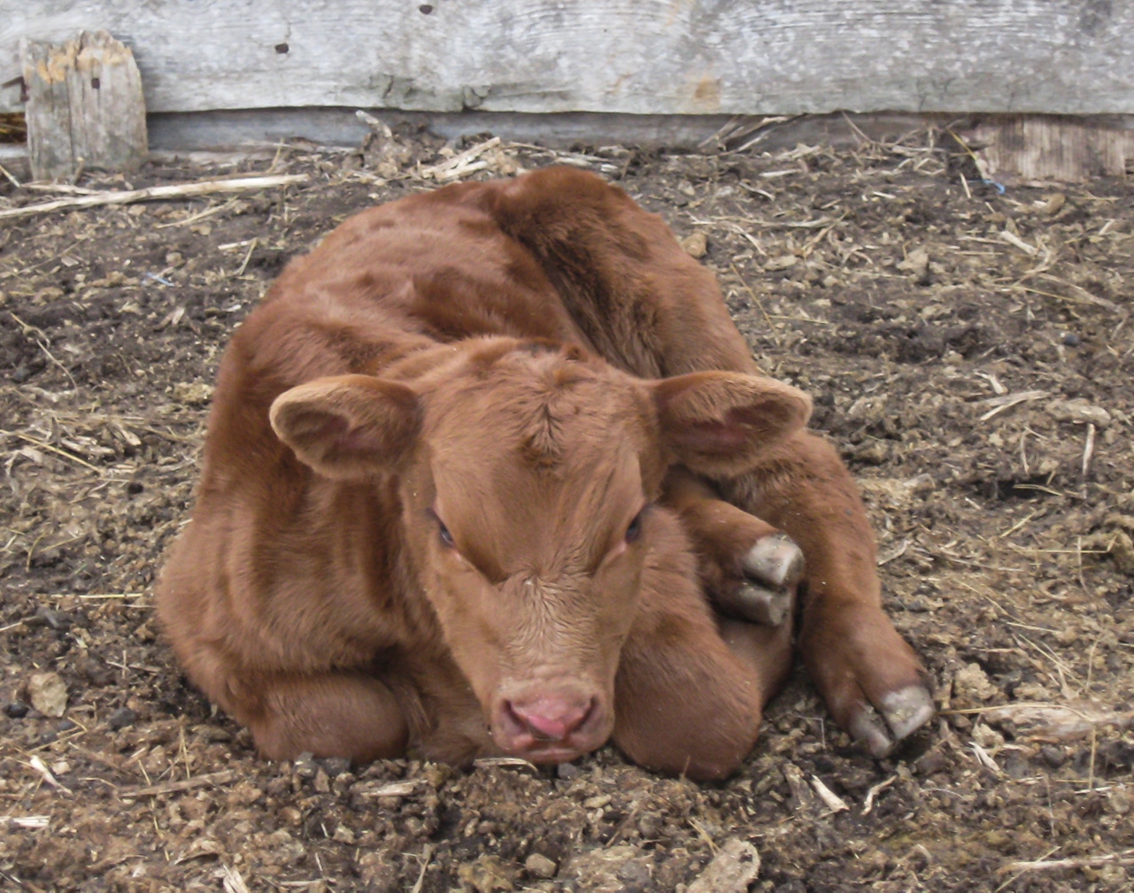 unhealthy calf unhealthy calf