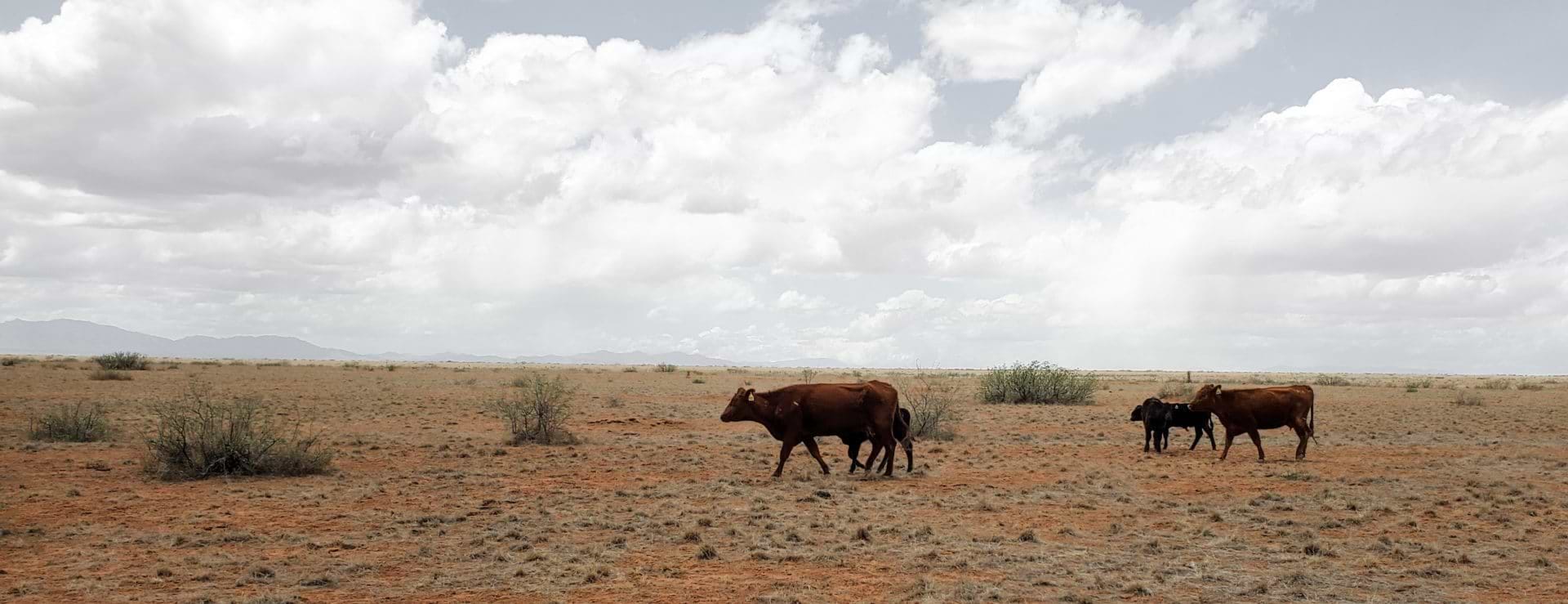 drought drought