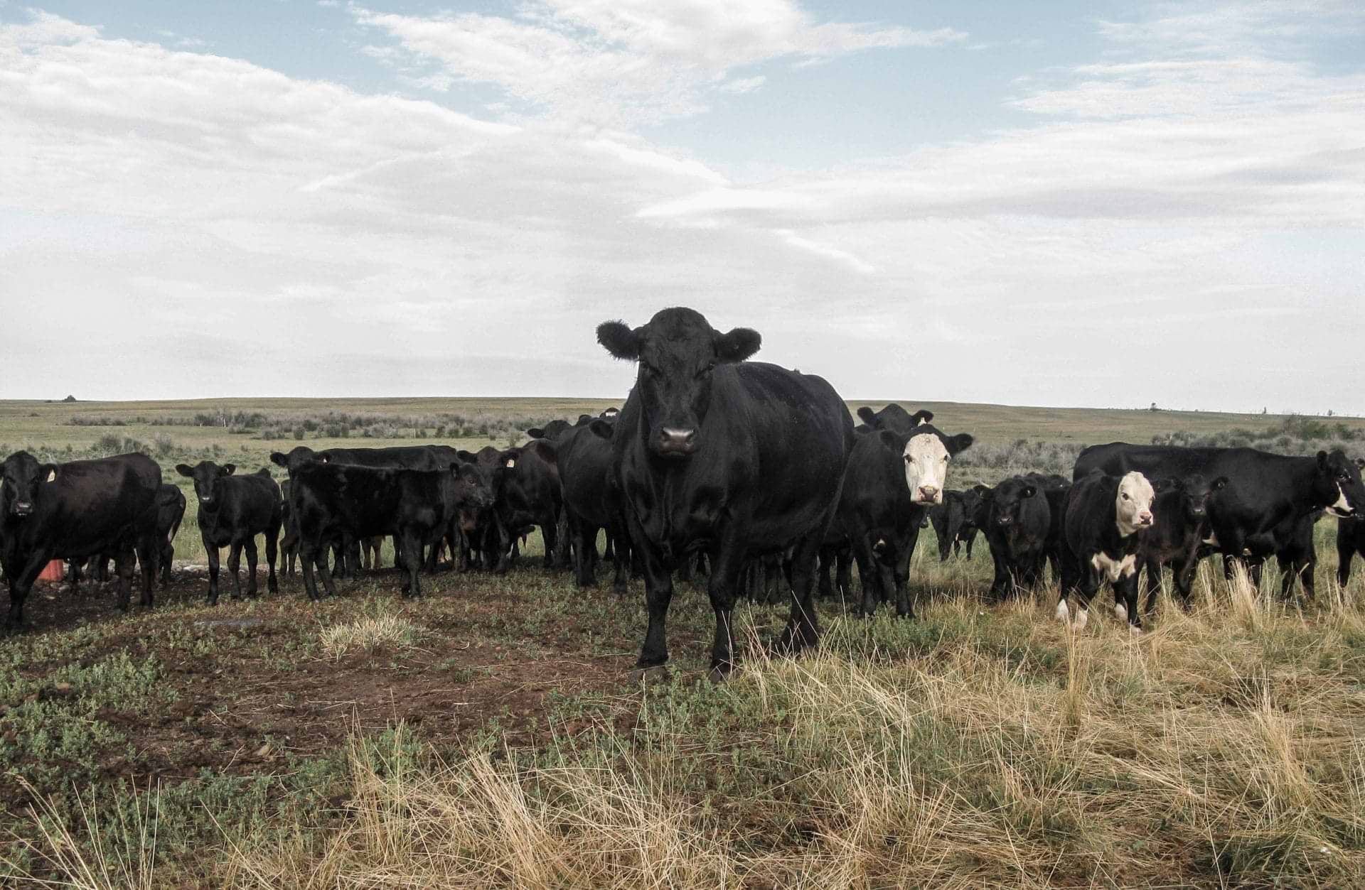 cattle in Breeding season cattle in Breeding season