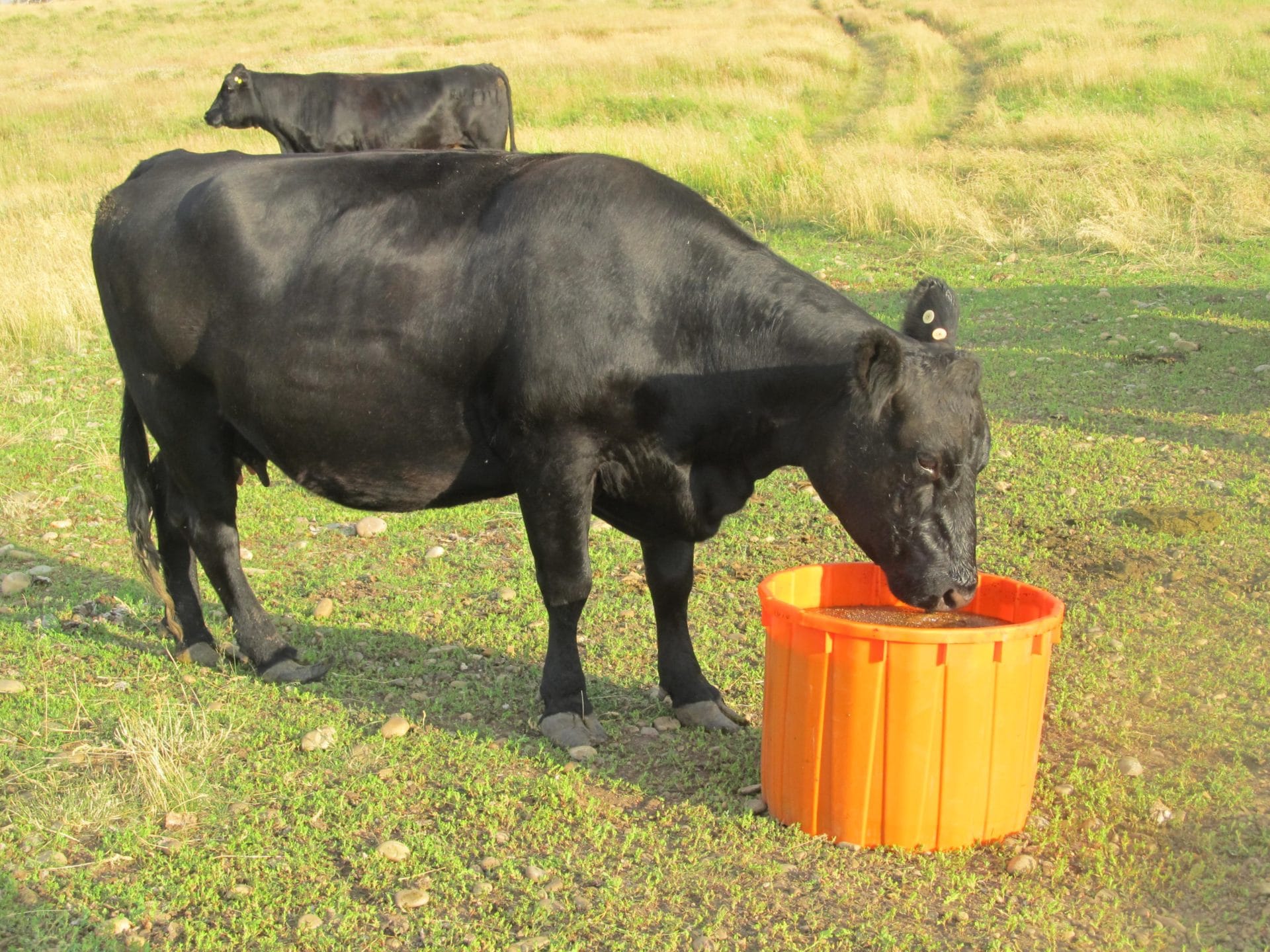 cow with tub on grass cow with tub on grass