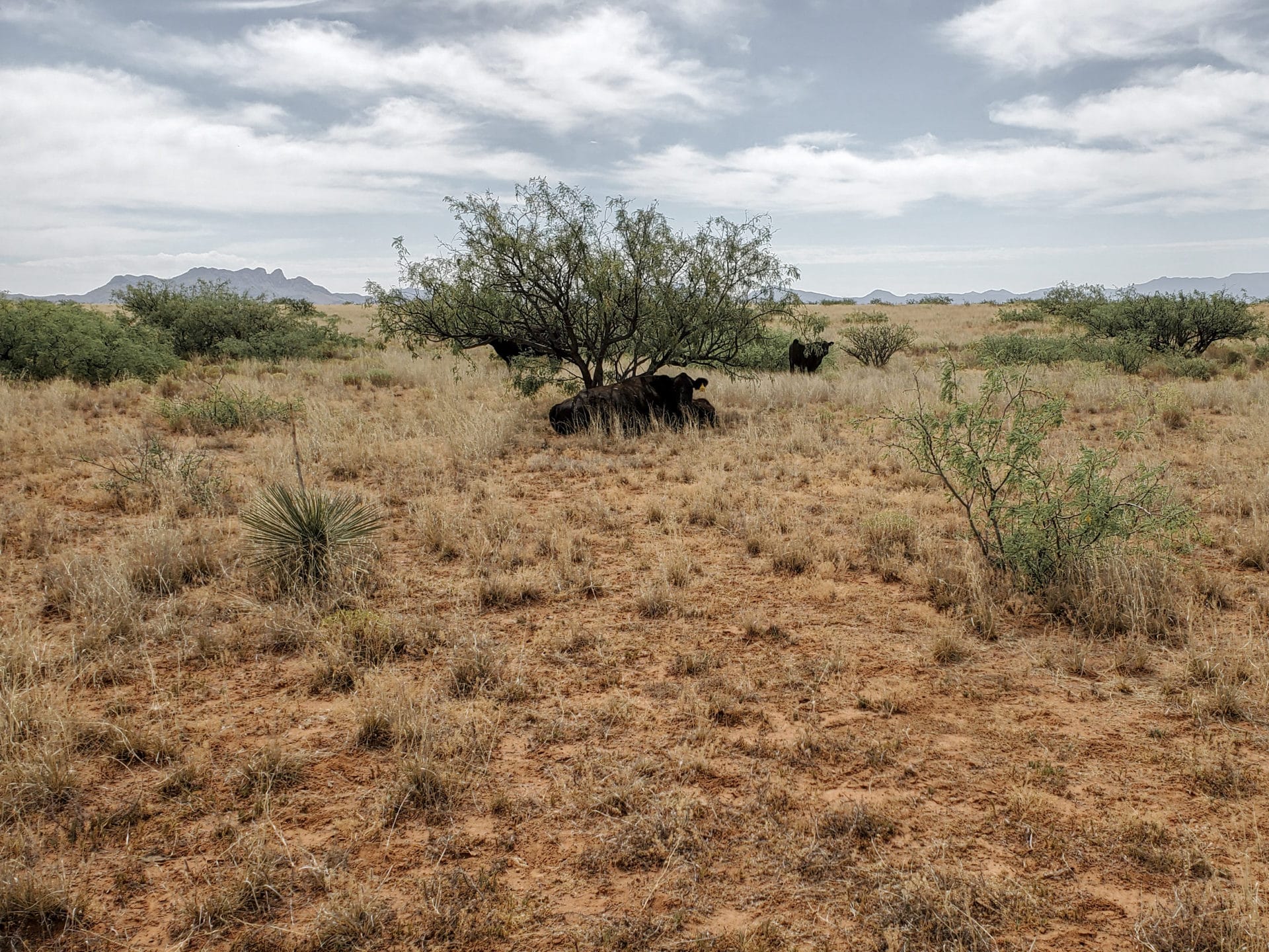 cow in Drought cow in Drought