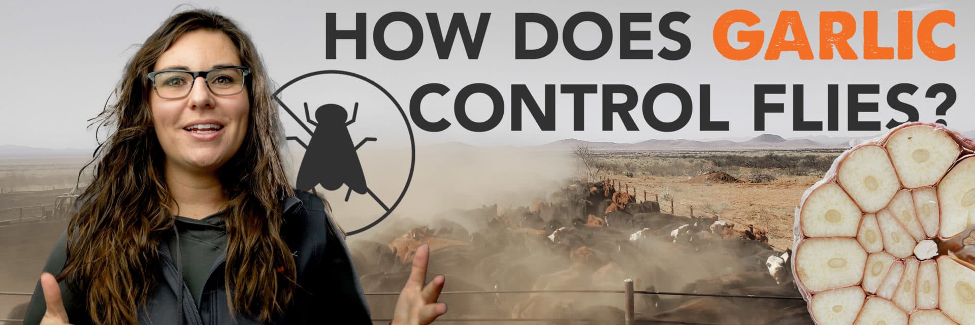 How does garlic work for fly control Creative Blog Thumbnail