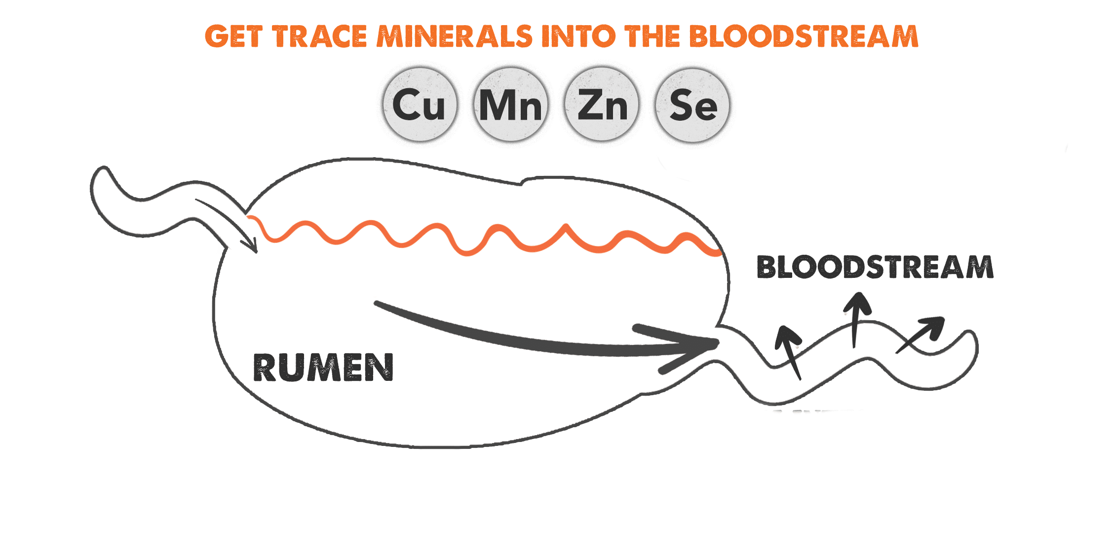protected trace minerals get to the blood