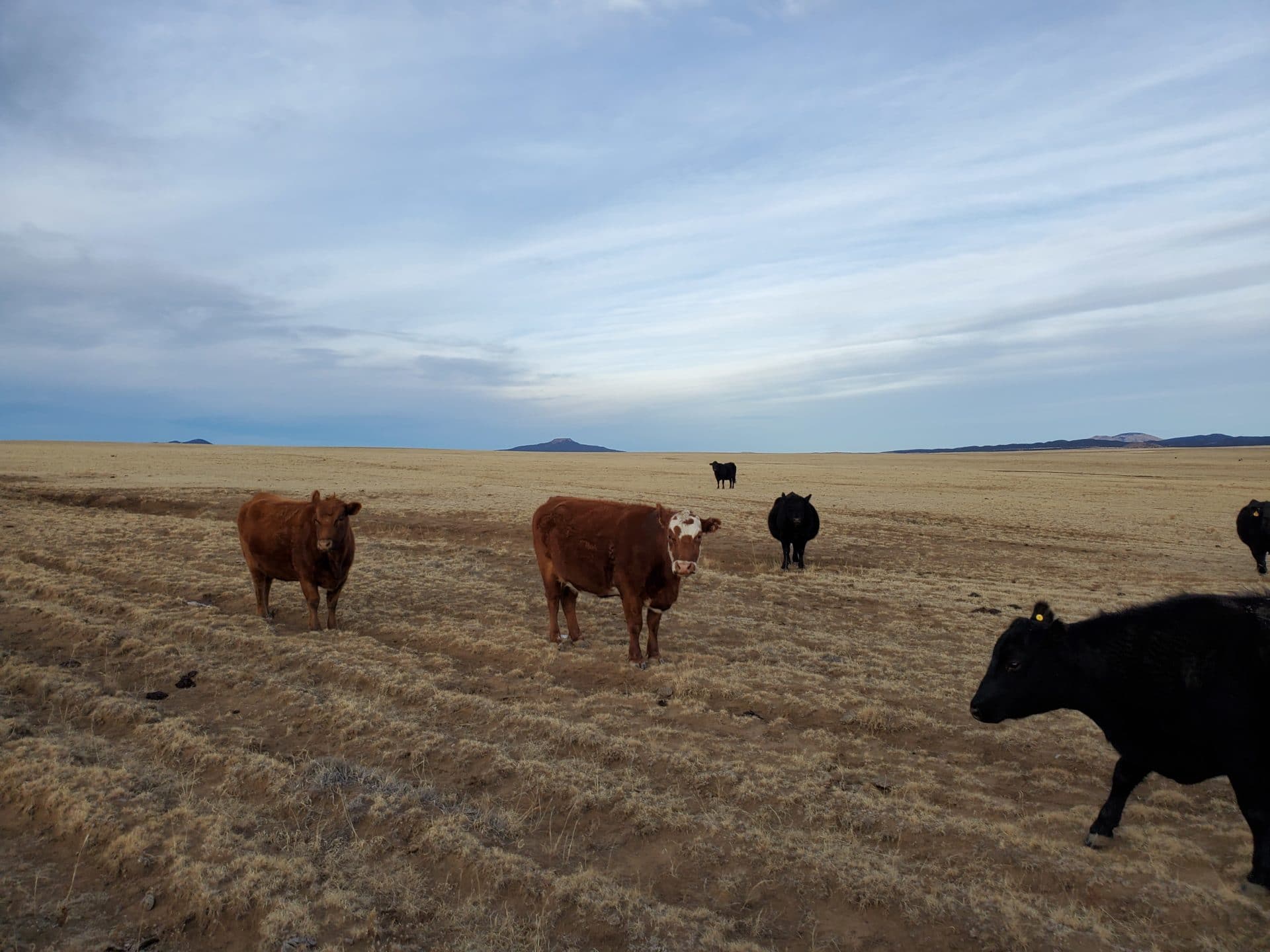 livestock integration