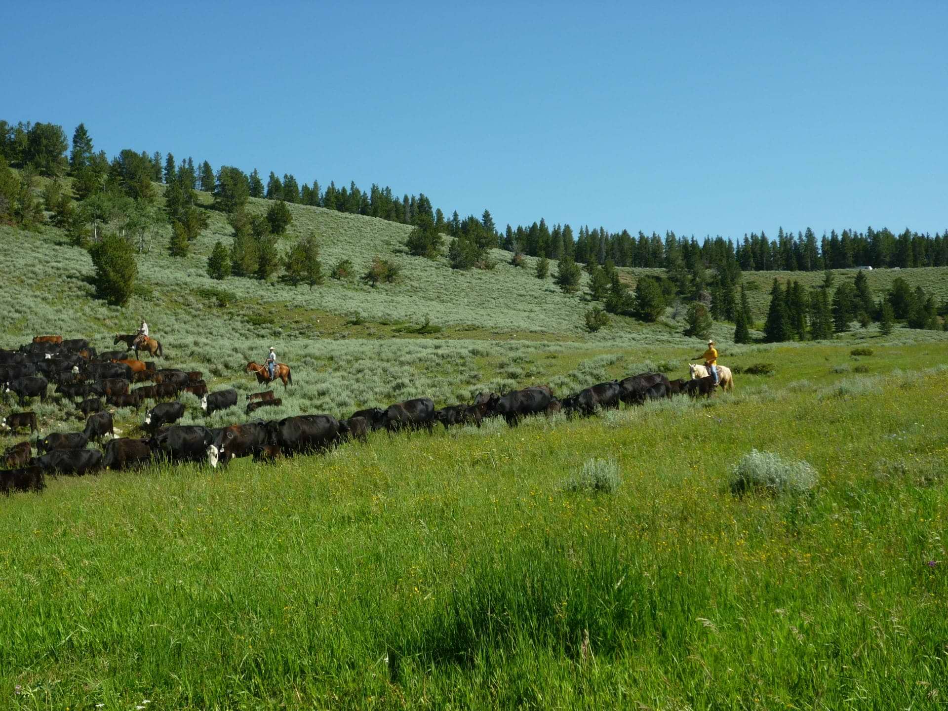 David Kane2 David Kane cattle montana pasture