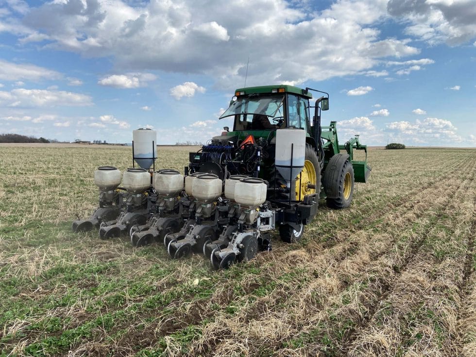 Early spring wheat
