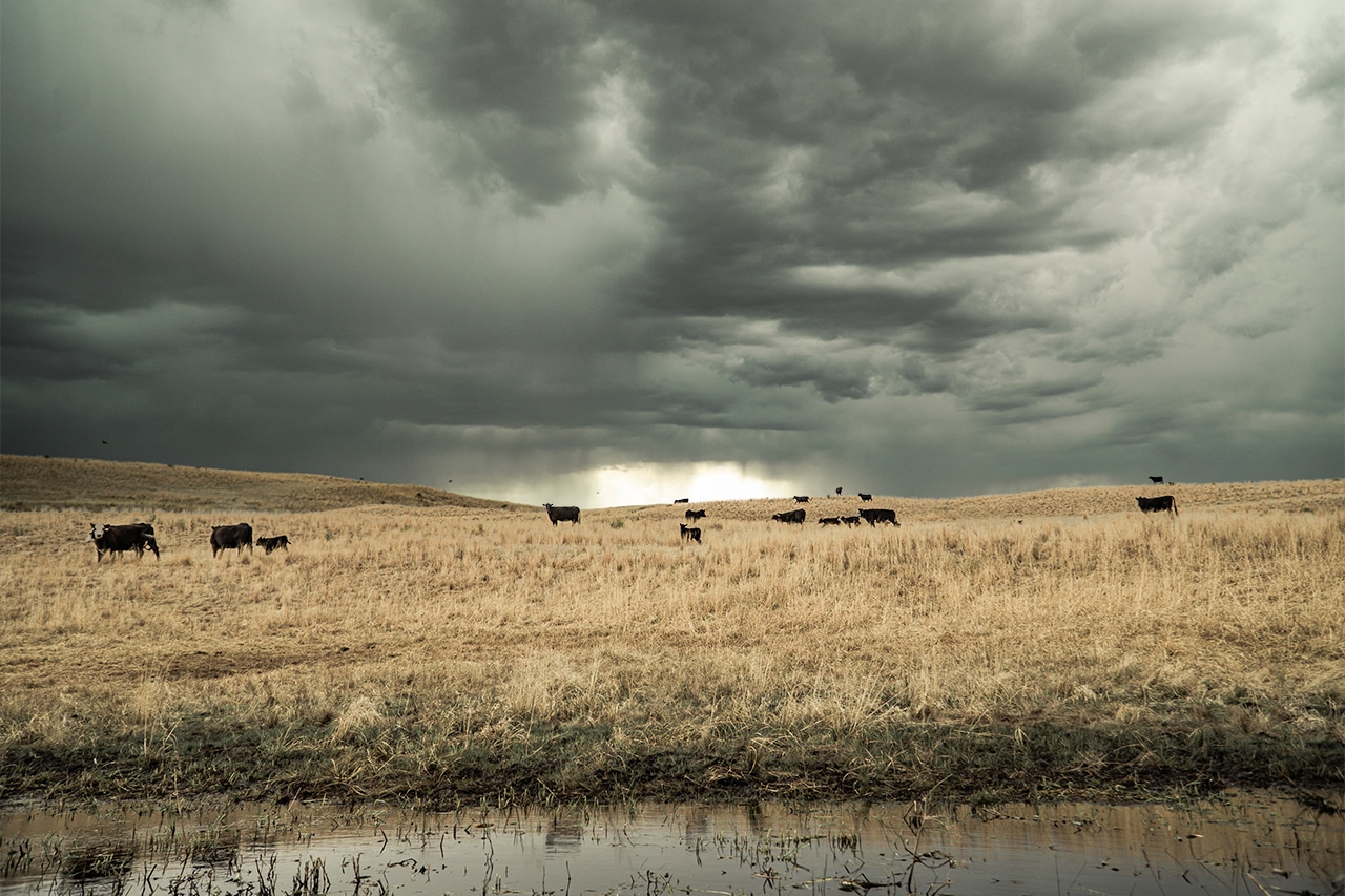 Cattle Landscape with Epic Sky for Web Cattle Landscape with Epic Sky for Web