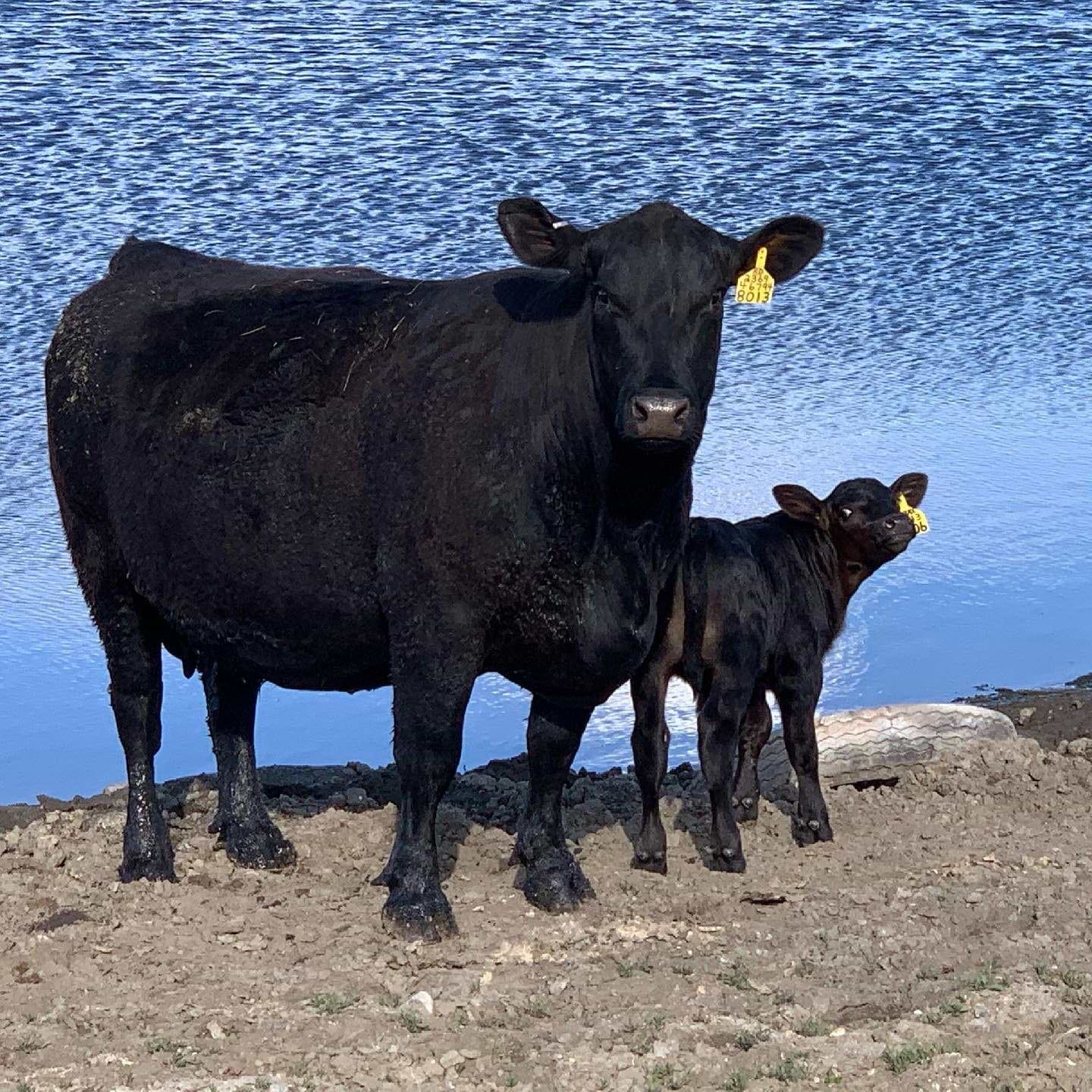 Kelly Schaff Cow calf Kelly Schaff Cow calf