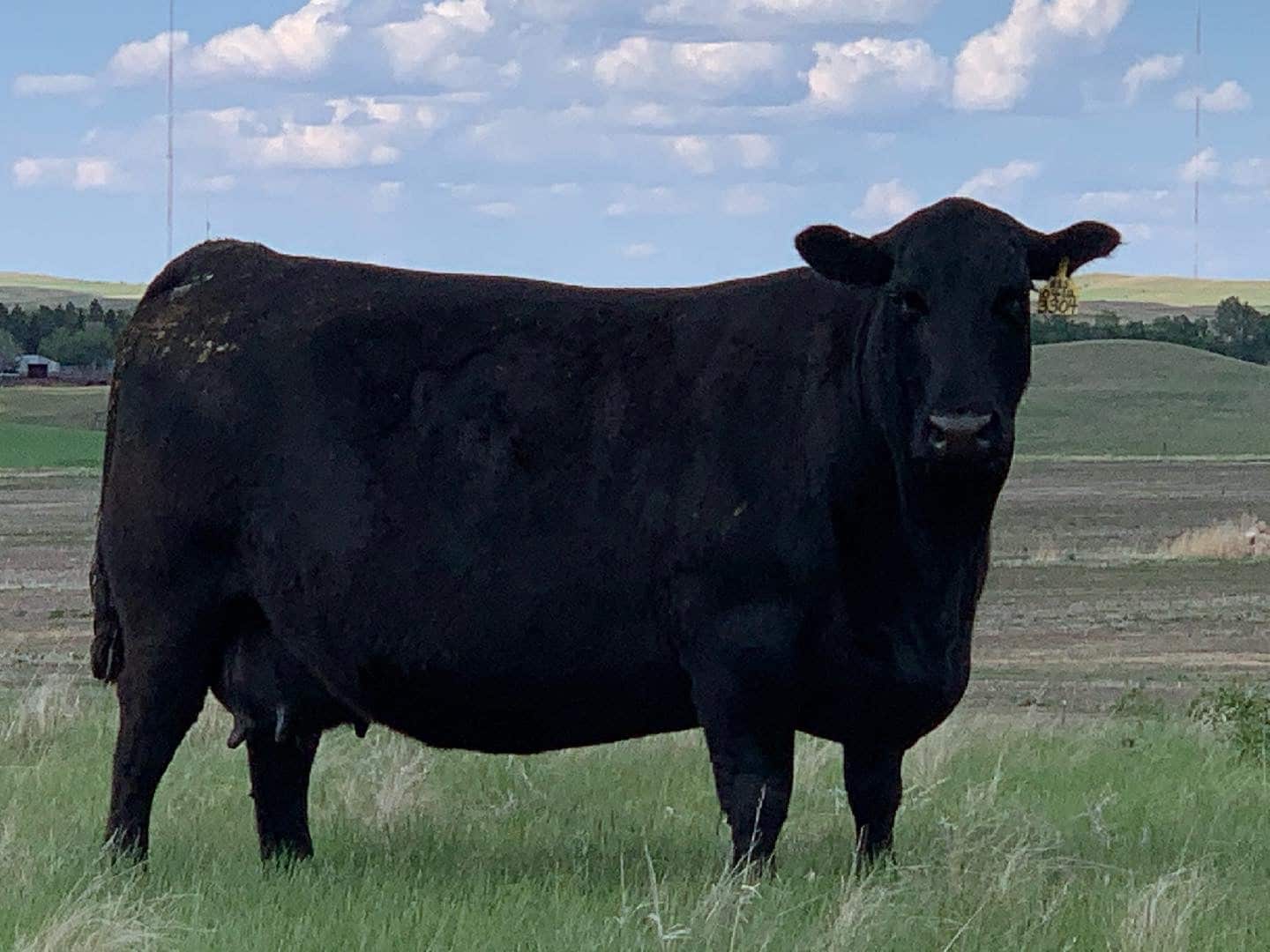 Kelly Schaff Cow Kelly Schaff Cow
