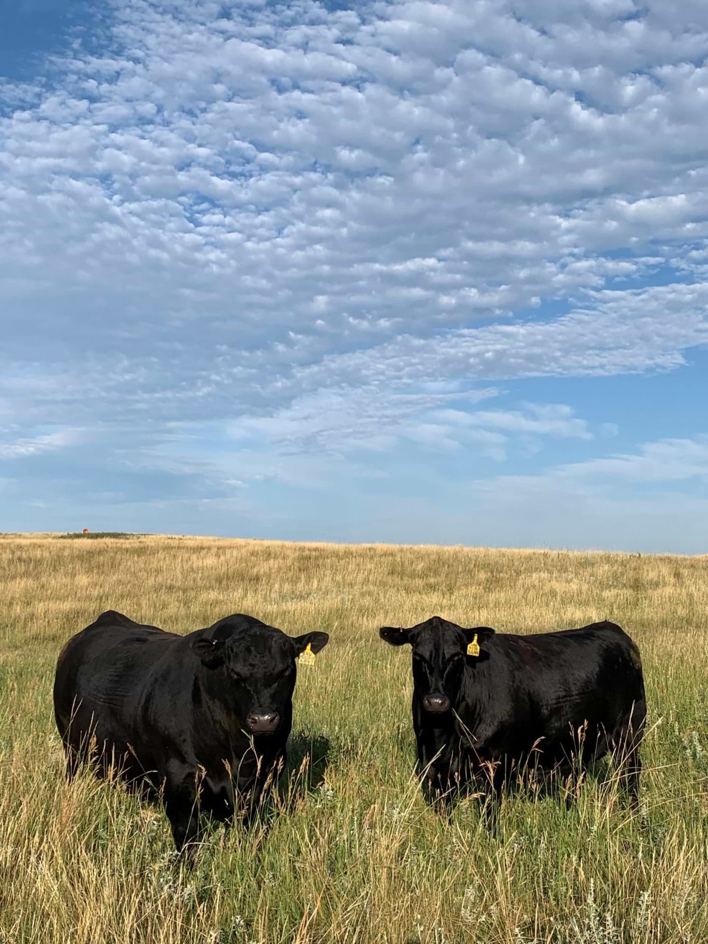Kelly Schaff cows on pasture Kelly Schaff cows on pasture