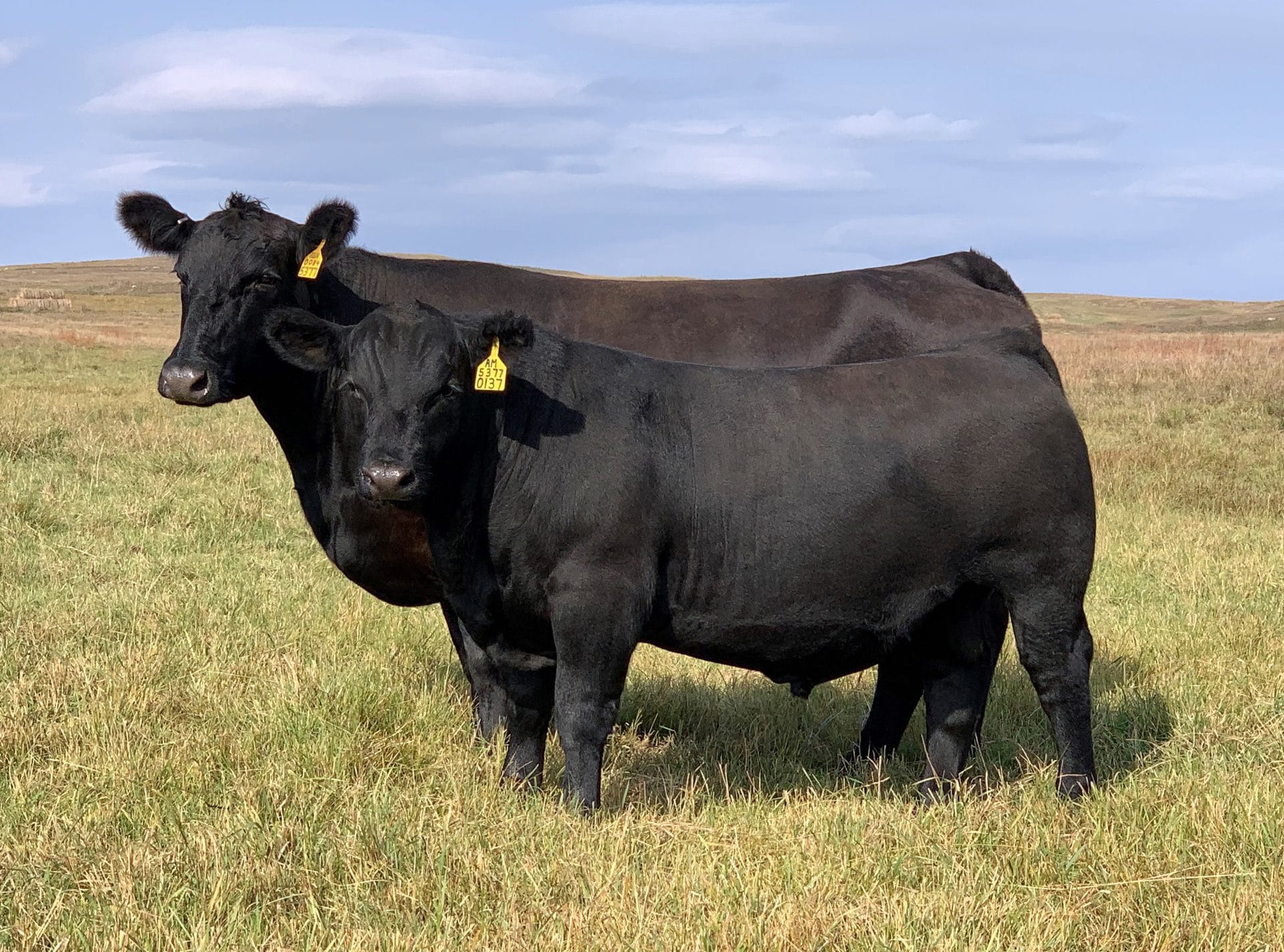 Kelly Schaff cattle Kelly Schaff cattle