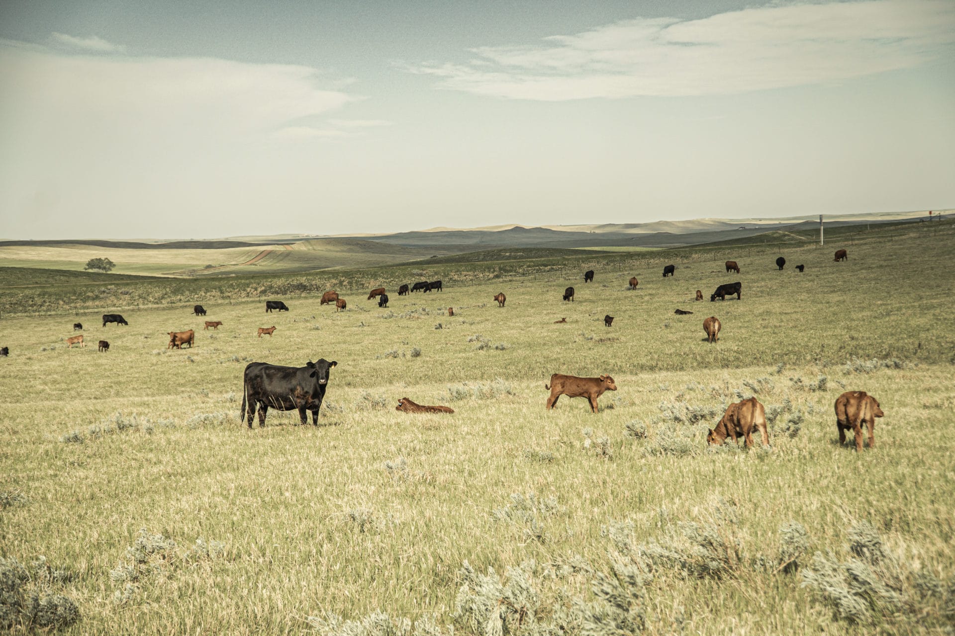 cows and calves on summer pasture cows and calves on summer pasture