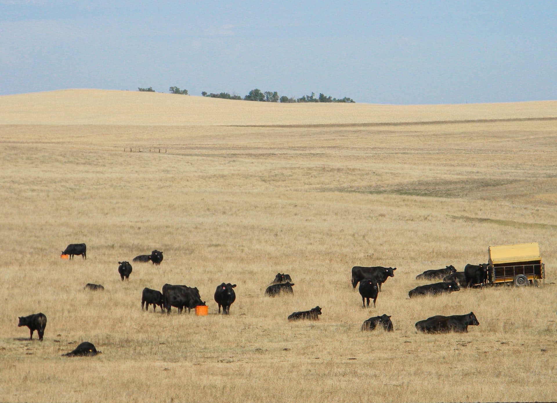 Cows on drought grass and tubs Cows on drought grass and tubs