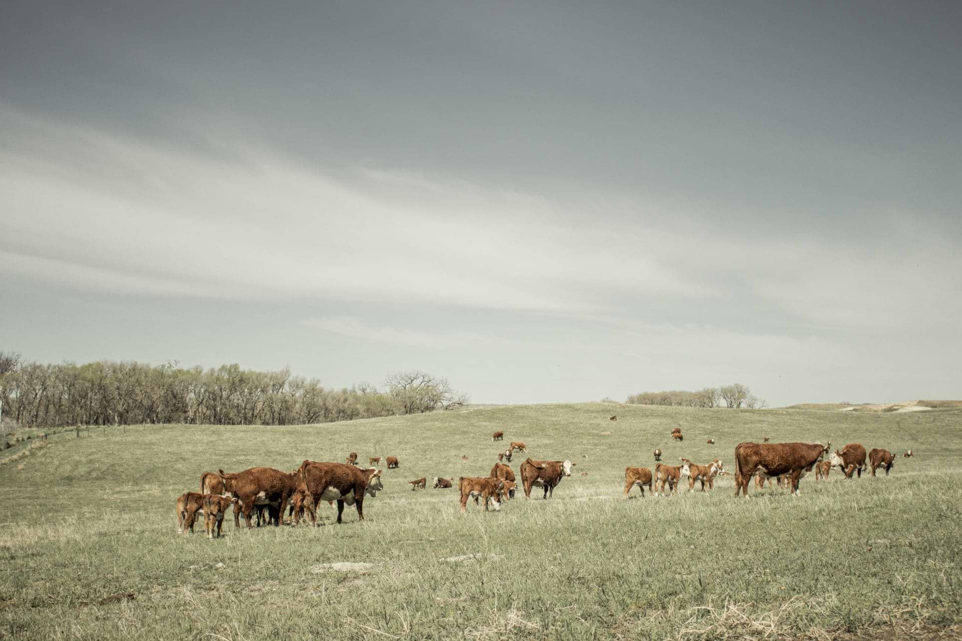 Summer Pasture Summer Pasture