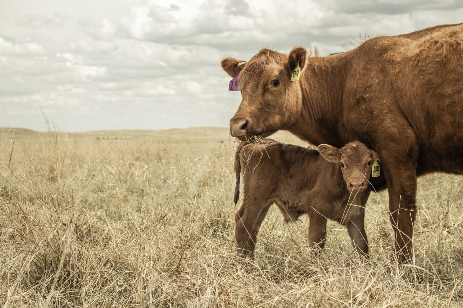 Mama and calf Mama and calf