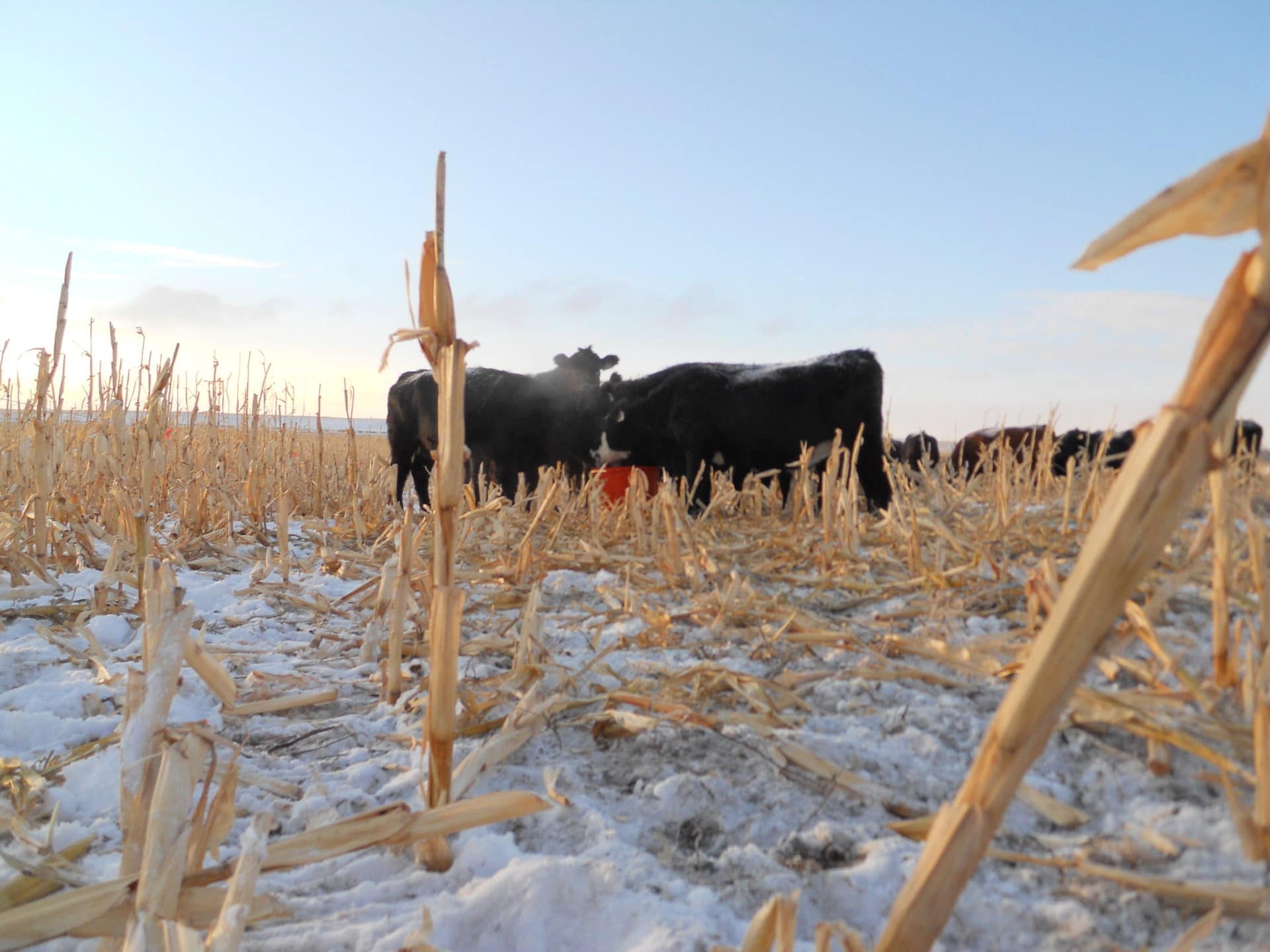cows with tub on cornstalks cows with tub on cornstalks