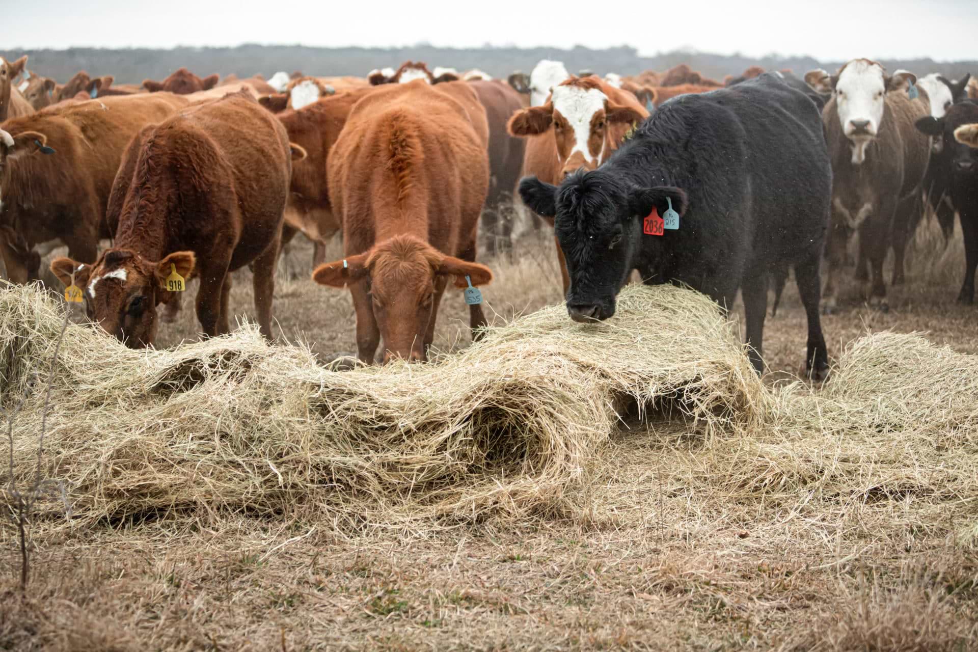 Herd of cattle being fed hay in winter Without Riomax®