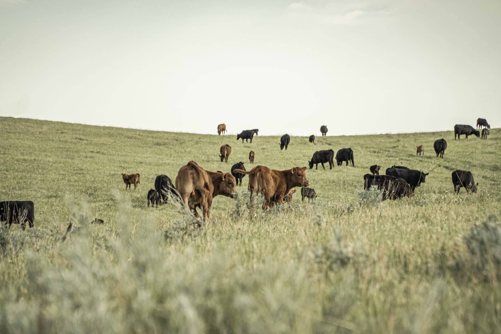 calves on green pasture calves on green pasture