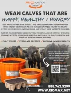 Wean Calves