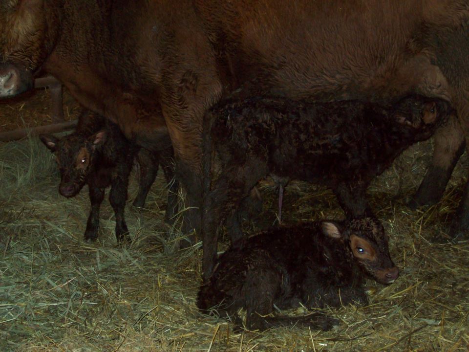 Kim Siebert Calf Triplets Kim Siebert Calf Triplets