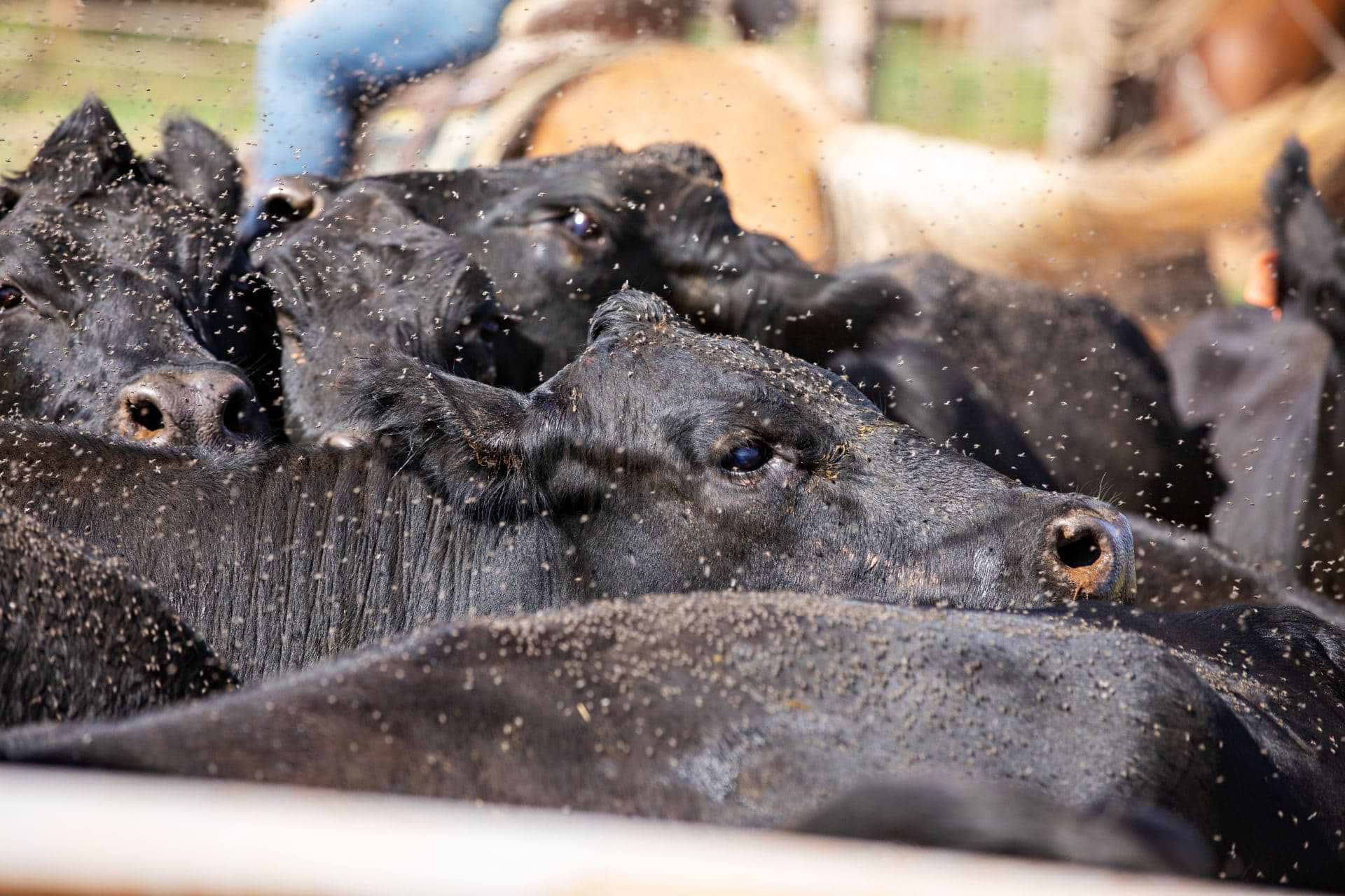 Flies on Cattle Herd