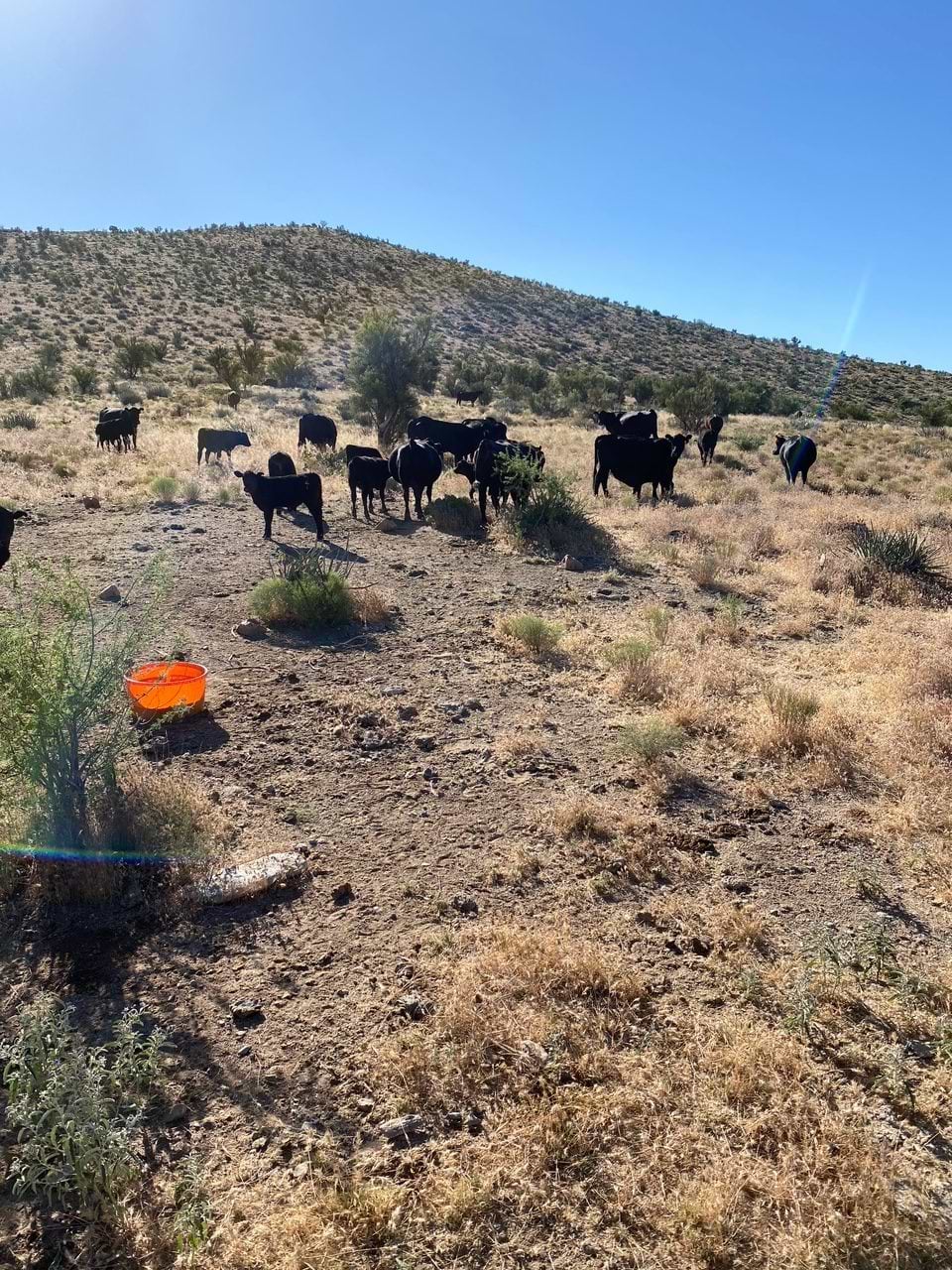 x one ranch cattle on riomax tub x one ranch cattle on riomax tub