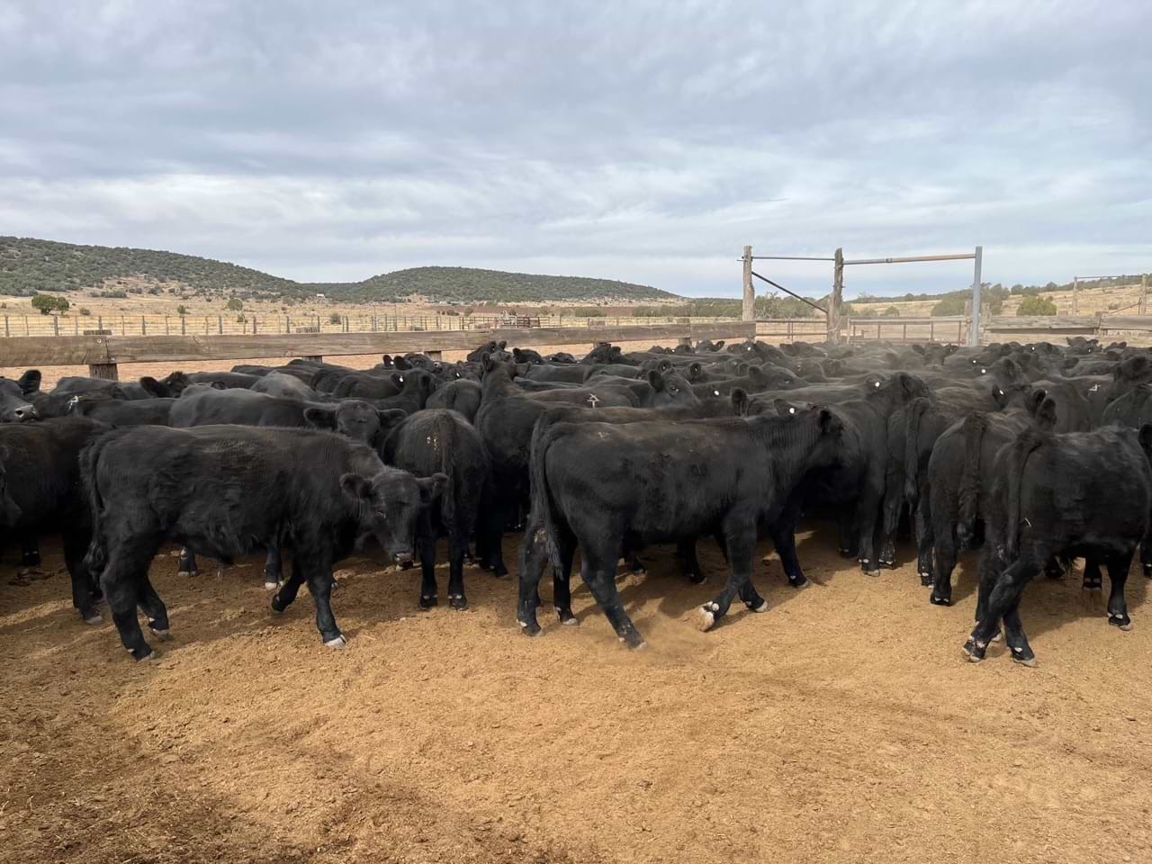 x one ranch black angus cattle x one ranch black angus cattle