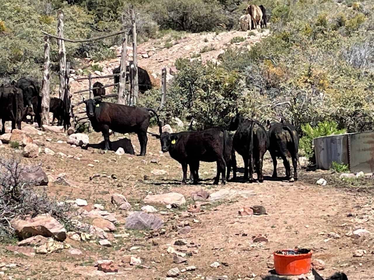 x one ranch cattle with riomax dry country x one ranch cattle with riomax dry country