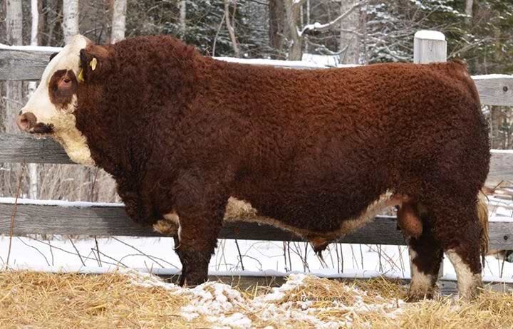 dan skeels bull