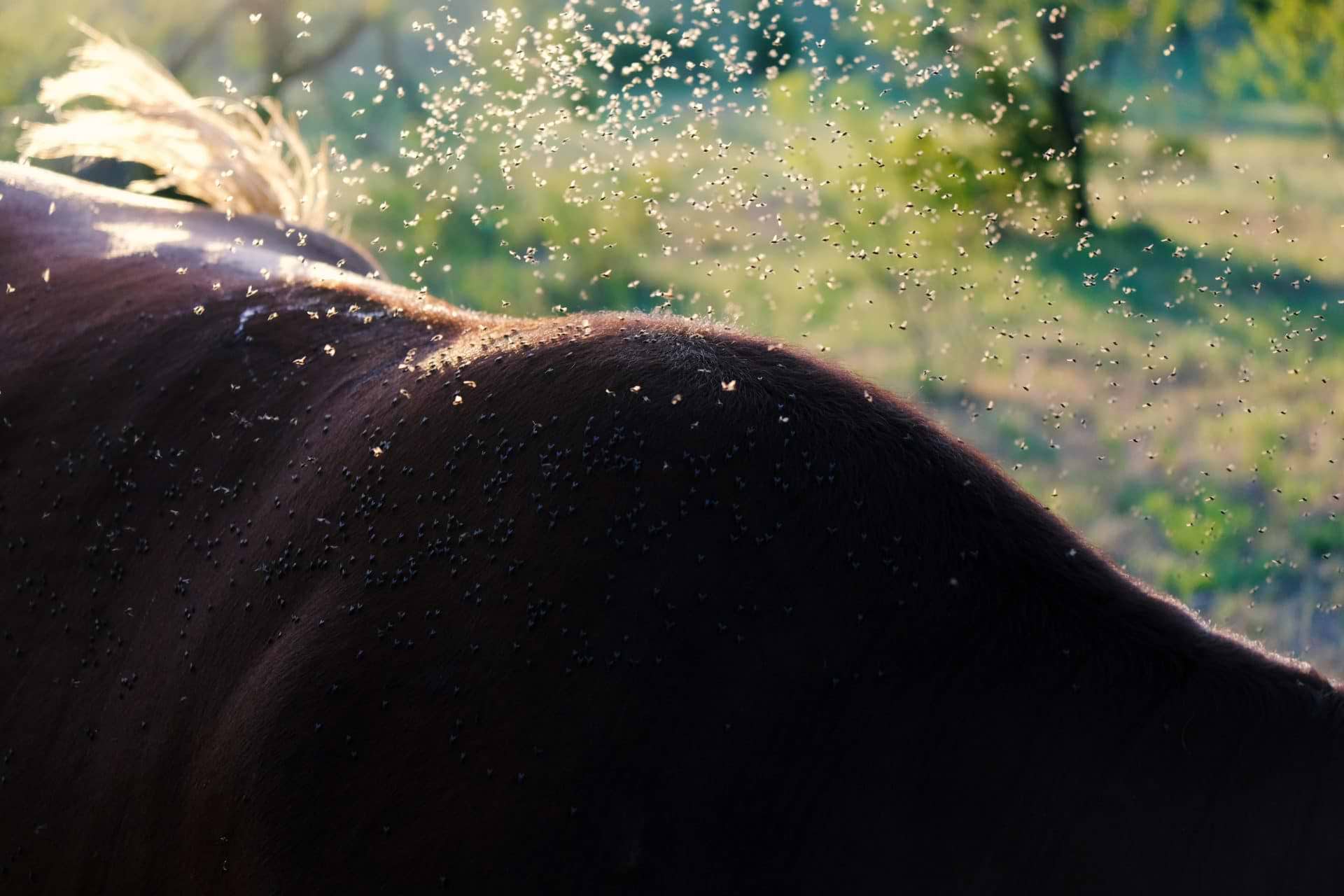 Flies on cow back during summer on farm.