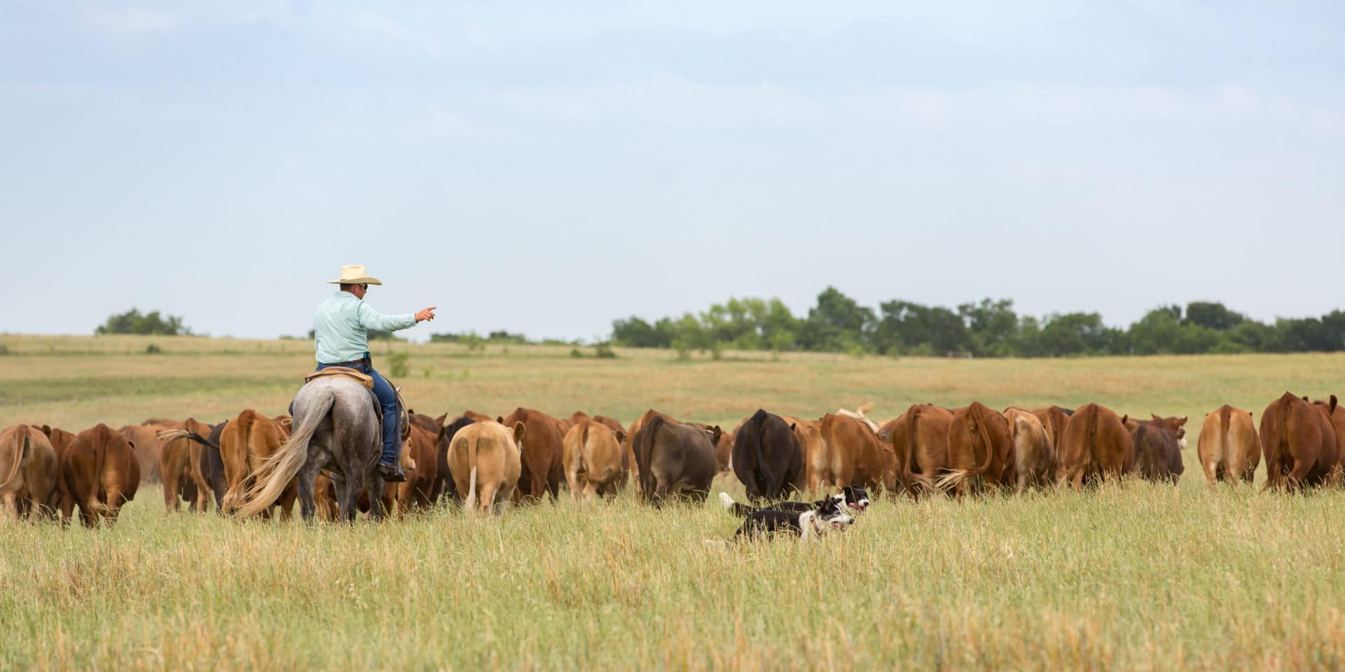 Moving cattle with working dogs Moving cattle with working dogs