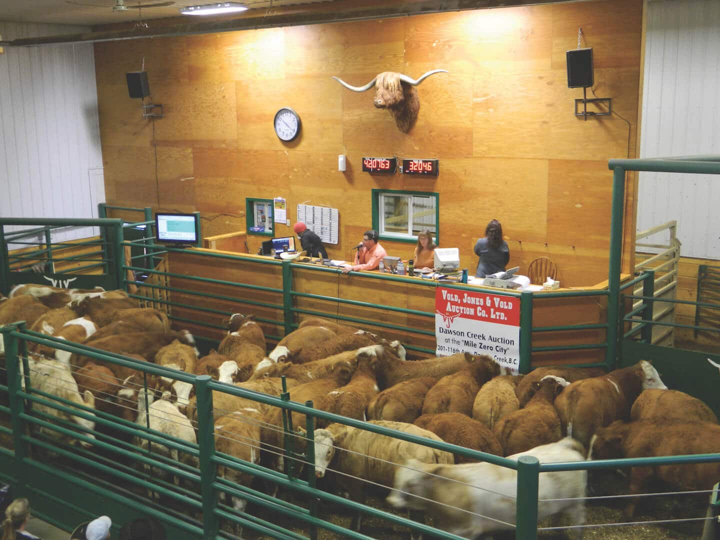 Anchor-D-Dawson-Creek-Calf-Sale