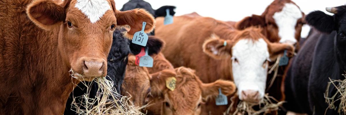 High-cost-cattle-feed-feat.-img